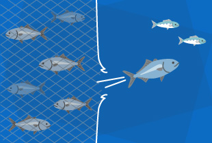 養殖魚の逃亡回避(種の多様性と野生生物の保護)